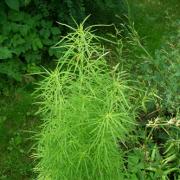 Kochia broom: growing seedlings, care, decorative and medicinal properties Kochia on the balcony