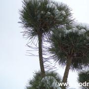 ¿Cómo cultivar bonsáis de jardín a partir de pino silvestre (bosque)?