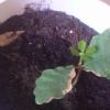How to grow bonsai from oak