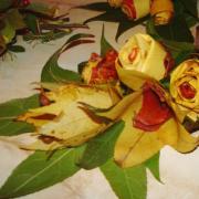 كيفية صنع زهرة من أوراق القيقب والحرف من الزهور المجففة